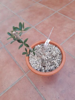 Proyecto bonsai Olivo.