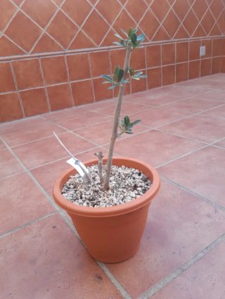 Proyecto bonsai Olivo.