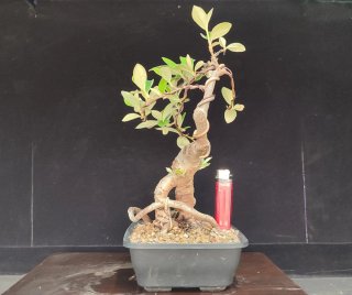 Pre bonsai COTONEASTER