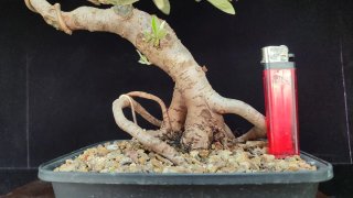 Pre bonsai COTONEASTER