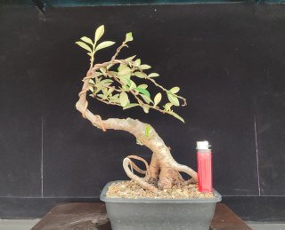 Pre bonsai COTONEASTER
