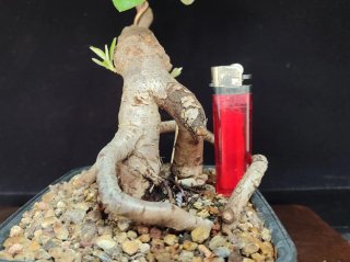 Pre bonsai COTONEASTER