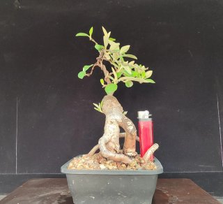 Pre bonsai COTONEASTER