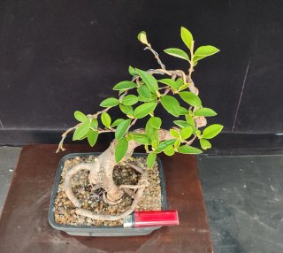 Pre bonsai COTONEASTER