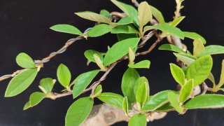 Pre bonsai COTONEASTER