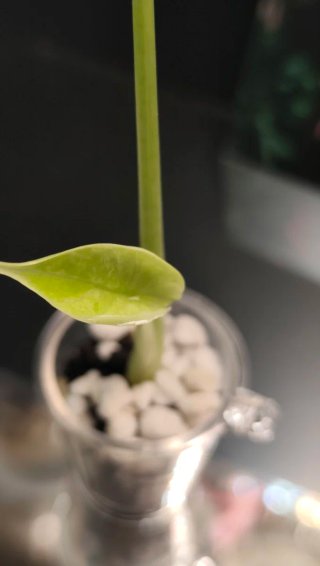 Alocasia DS Mint Suka