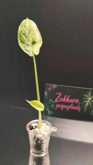 Alocasia DS Mint Suka