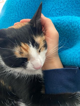 Cuidadora de gatos y plantas