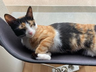 Cuidadora de gatos y plantas