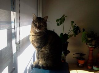 Cuidadora de gatos y plantas