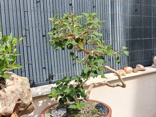 Bonsái Lantana