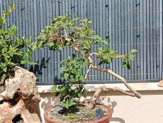 Bonsái Lantana