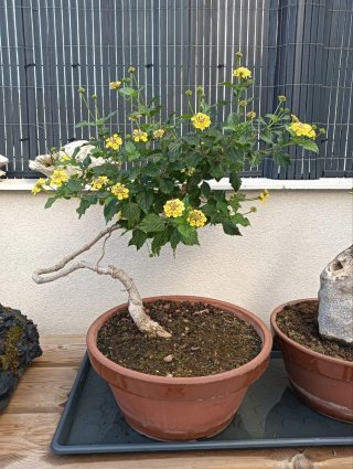 Bonsái Lantana