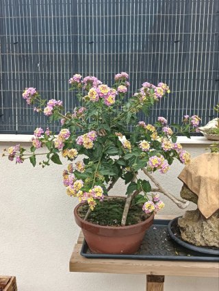 Bonsái Lantana