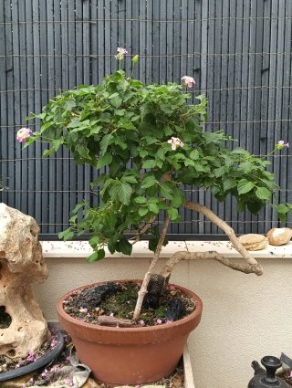 Prebonsái Lantana