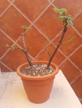 Higuera en maceta. Proyecto Bonsai
