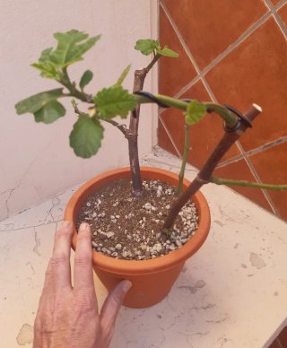 Higuera en maceta. Proyecto Bonsai