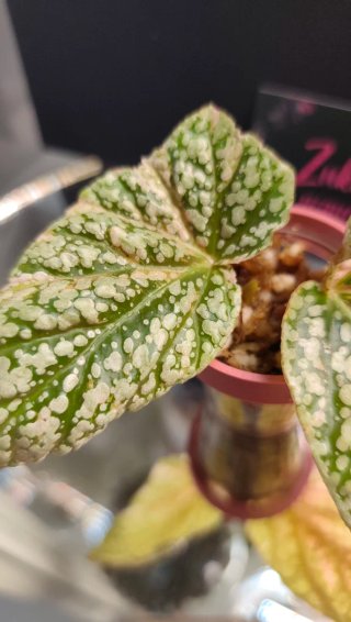 PACK plantas Victoria