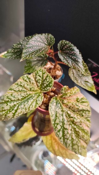 PACK plantas Victoria