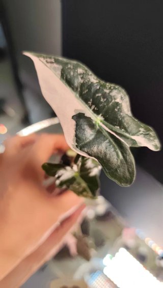PACK plantas Victoria