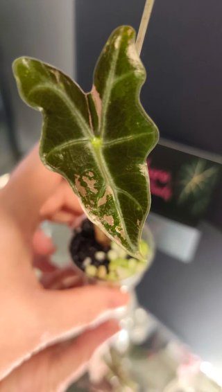 PACK plantas Victoria