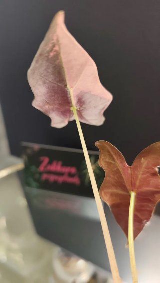 PACK plantas Victoria