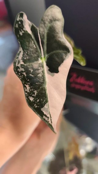 PACK plantas Victoria
