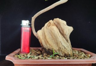 Pre bonsai BUGANVILLA
