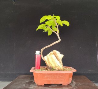 Pre bonsai BUGANVILLA