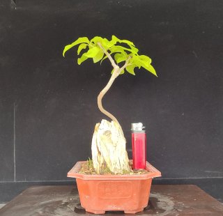 Pre bonsai BUGANVILLA