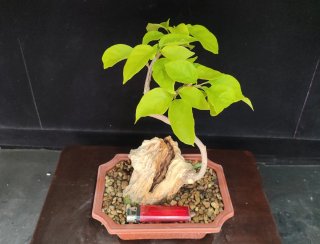 Pre bonsai BUGANVILLA
