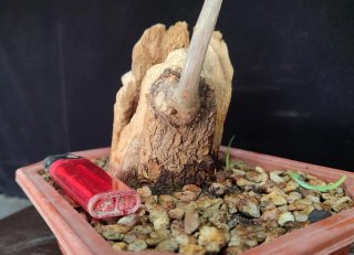 Pre bonsai BUGANVILLA