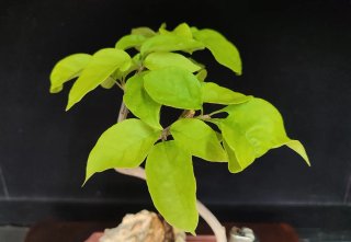 Pre bonsai BUGANVILLA