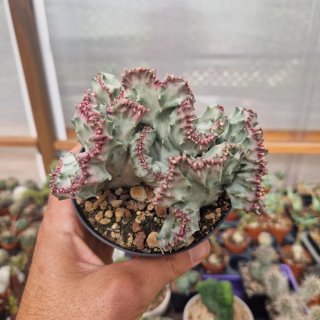 Euphorbia white ghost crestada