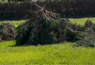 Madera de ciprés gratis