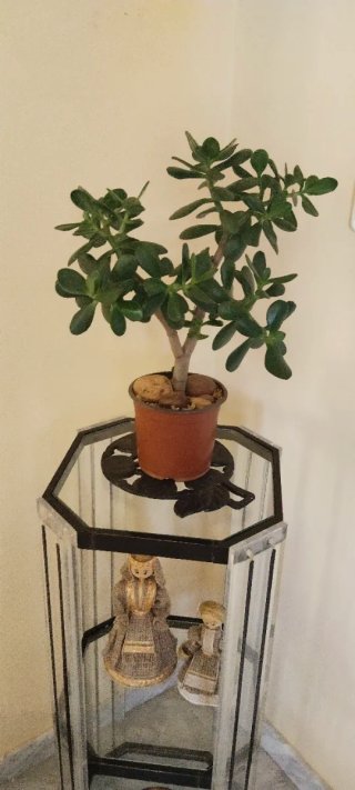 Planta Árbol de Jade en maceta