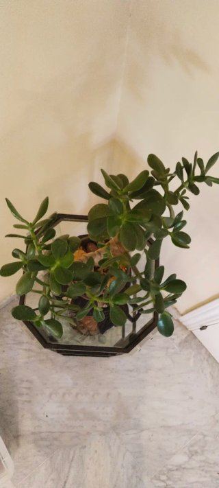 Planta Árbol de Jade en maceta