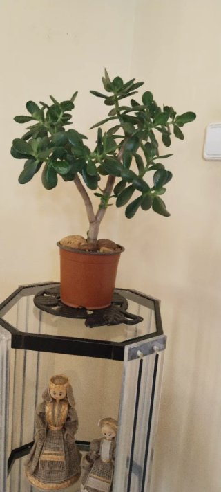 Planta Árbol de Jade en maceta