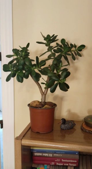 Planta Árbol de Jade en maceta
