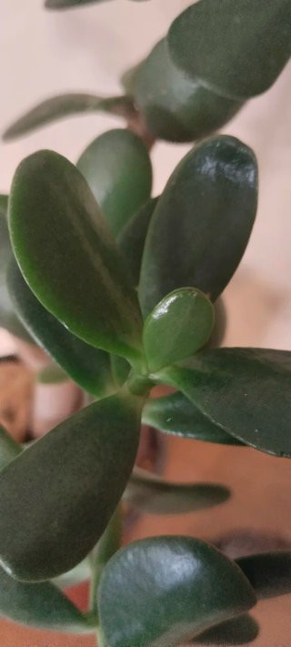 Planta Árbol de Jade en maceta