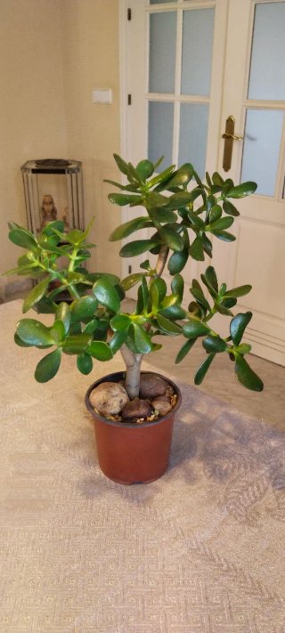 Planta Árbol de Jade en maceta