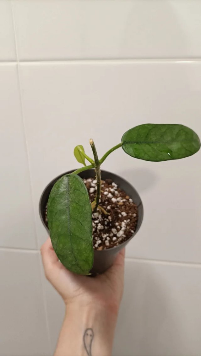 Hoya Globulosa Pequeña.