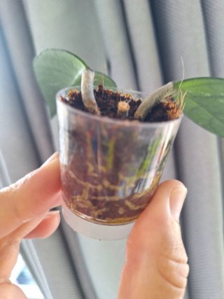 Hoya Stardust