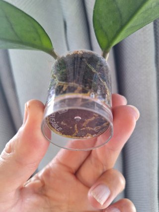 Hoya Stardust