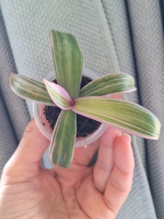 Tradescantia Sitara Planta