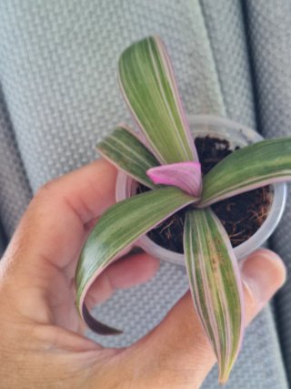Tradescantia Sitara Planta