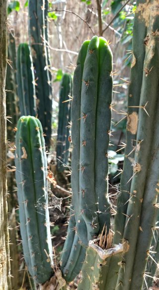 Cactus Echinopsis peruviana
