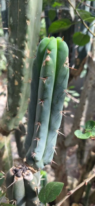 Cactus Echinopsis peruviana
