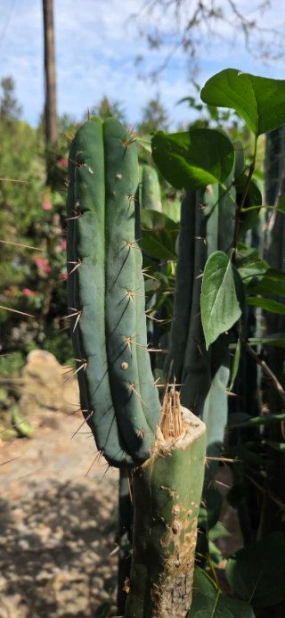 Cactus Echinopsis peruviana