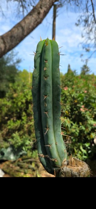 Cactus Echinopsis peruviana